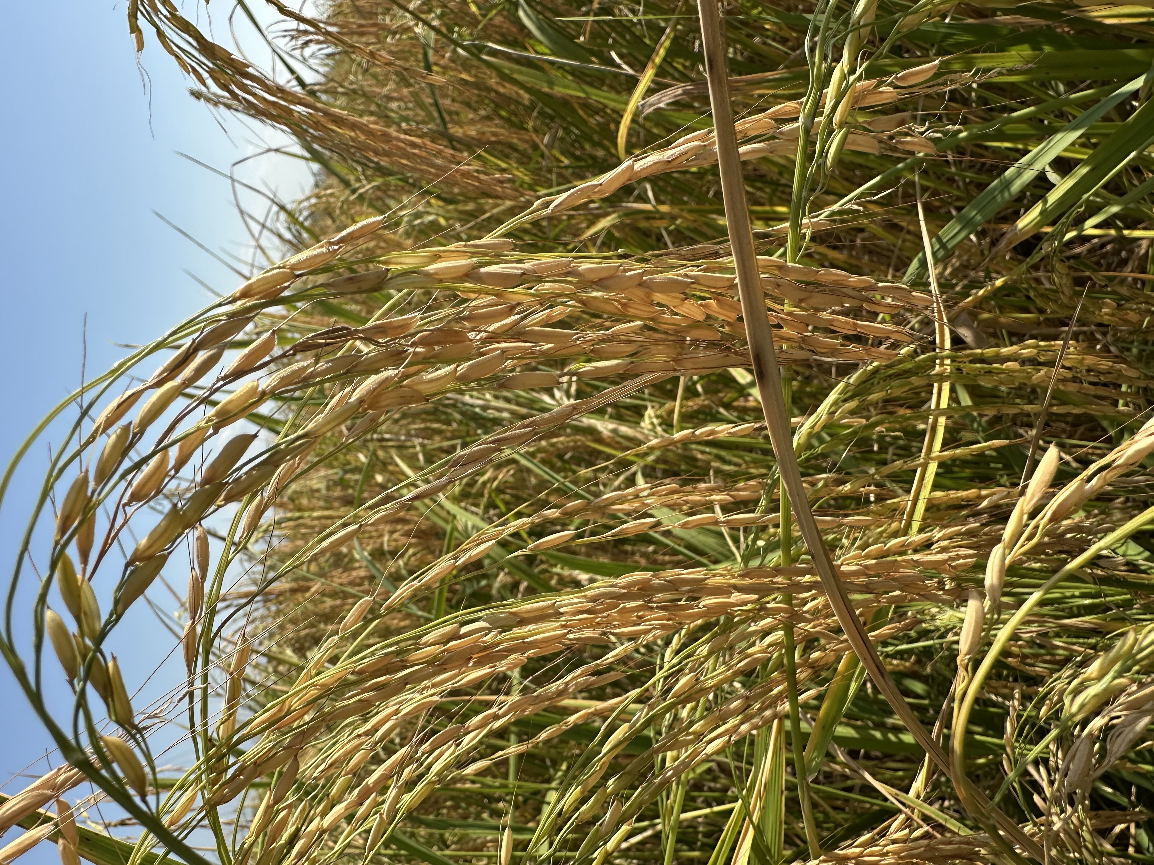 برنج هاشمی درجه ۱ ارگانیک
